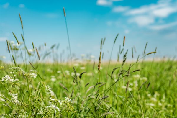 Cost of High Grass Trimming in Norwalk