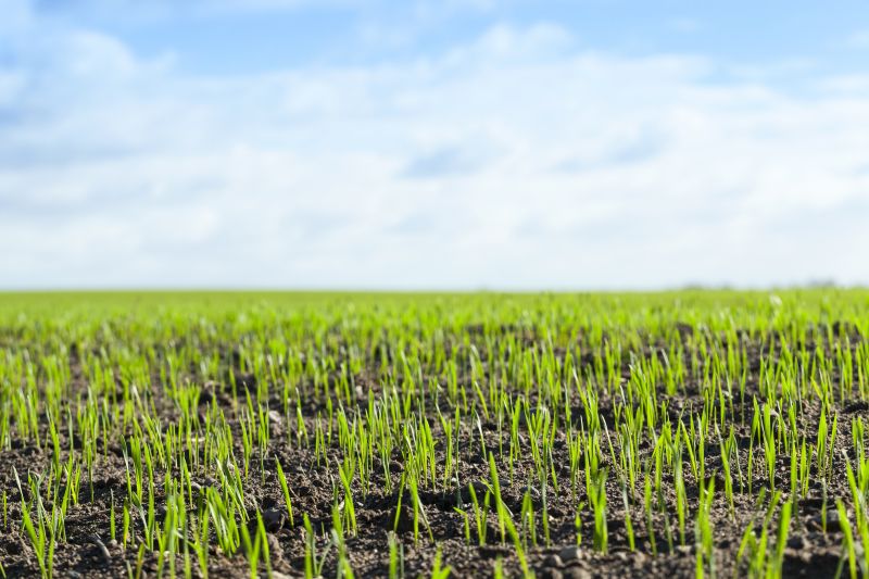 Springtime Lawn Care