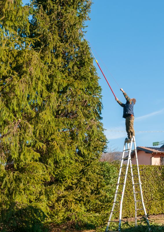 Tall Grass Trimming